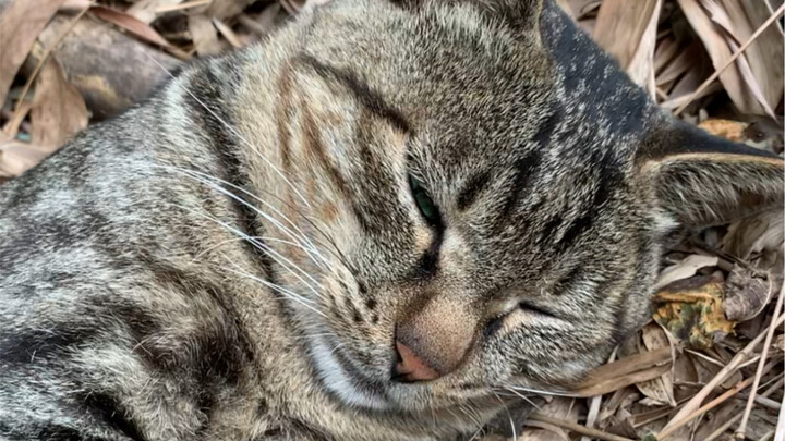 แมวน้อยนอนอยู่ในใบไม้แห้ง พอขึ้นไปก็โดนรัวเลย!