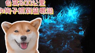 自驾800公里，我和狗子在厦门一起抓到了蓝眼泪