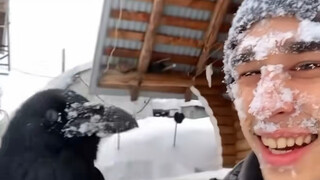 How smart are crows?