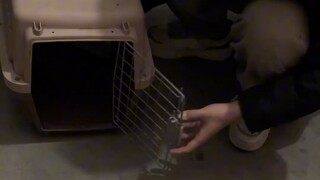 修猫:女人事真多，等我到你家你就完蛋了