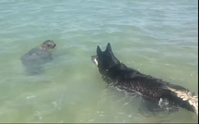 Anjing Cepet Balik ,"Itu Anjing Laut" Kau Ga Bisa Kalahin dia! 