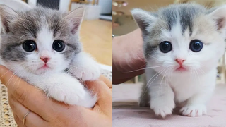 Baby Cats - รวมวิดีโอแมวน่ารักและตลก #38 | Aww สัตว์