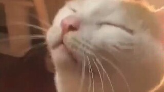 Chủ nhân: Tôi đã nói chưa, chỉ được chải cằm cho tôi thôi