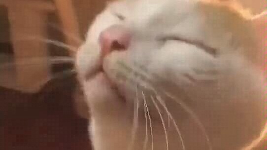 Master: Did I say I only want my chin combed?