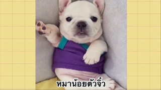 เพื่อนตัวน้อยแสนซน : หมาน้อยตัวจิ๋ว