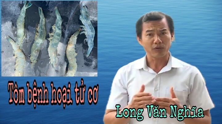 Phòng trị bệnh hoại tử cơ trên tôm