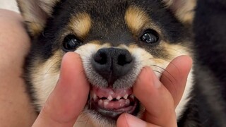 我的小狗长大了呜呜呜