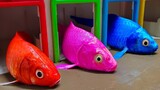 menemukan ikan hias bebek kepiting buaya Stop Motion ASMR katak dan warna-warni video lucu hewan