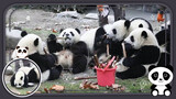 Panda Feeding Scene! Oh My God!