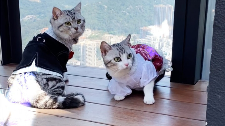 Markas Rahasia Chen TD～Selamat datang para kucing kecil untuk berkunjung!