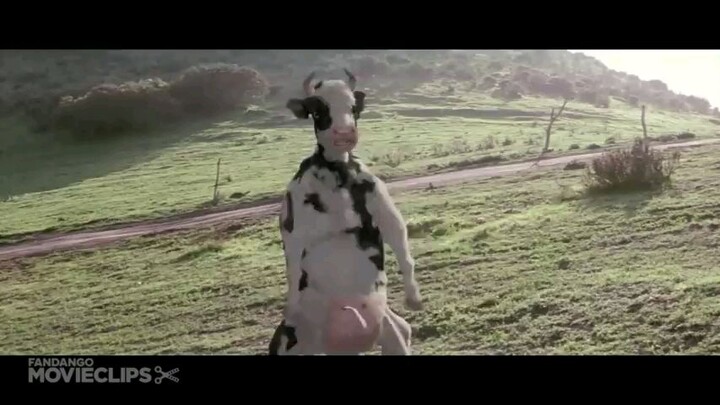 funny cow fight