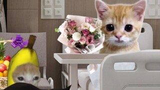 الدمية نُقلت إلى المستشفى، وجاء قط الموز والأصدقاء لزيارته.