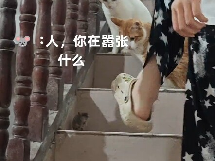 قط وفأر حقيقيان؟ ︓أمي، سأبحر الليلة