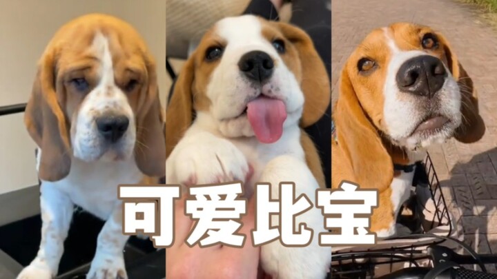 Xiao Bi is the sweetest baby—agree or disagree?