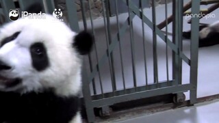 Penjaga Berkata Panda Ji Xiao Bisa Tidak Sengaja Menggigit Orang