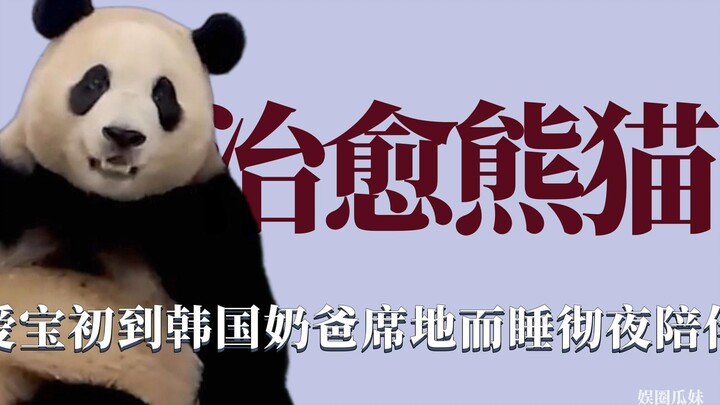 原来可以治愈童年阴影，爱宝初到韩国姜奶爸席地而睡彻夜陪伴