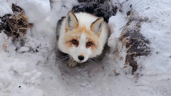 Call the little fox out of its den to eat snacks!
