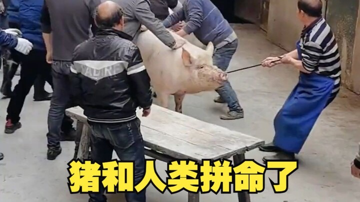 Lợn cũng có cảm xúc, vì đồng loại và con người mà liều mình!