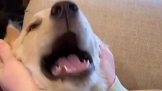 Anjing Penenang: Aku polos dan tak berdosa, aku dingin dan tak berperasaan