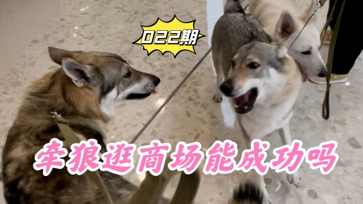 Taking Two Wolves to the Mall: How Will Chengdu Residents React?