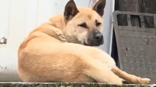 “That’s probably why people keep dogs!”