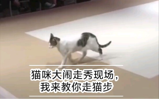 The cat caused chaos at the fashion show—let me teach you how to strut like a cat!
