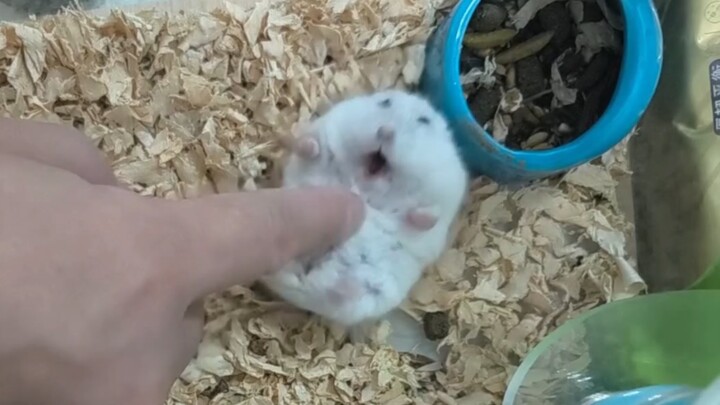 Hamster Tangyuan Playing with His Dad