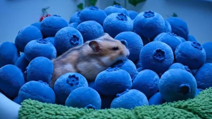 Jika kamu berubah menjadi seekor hamster, makanan mana yang paling kamu harapkan jadi sarangmu?