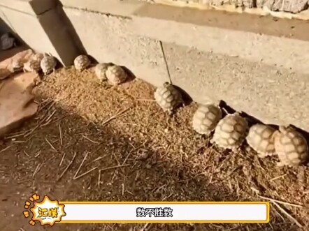 Thế là xong rồi, nhà netizen giờ thành trại nuôi rùa luôn rồi!