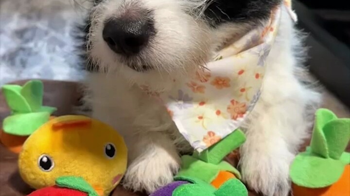 The hot-tempered dog boss is out on the street berating customers—another day of being forced to wor