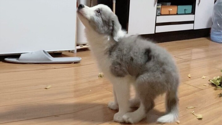 Sudah tiga hari mengajari anjing duduk, malah kucingnya yang lebih dulu paham... Apa benar border co