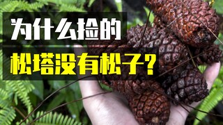 我们吃的松子是从哪里来的？