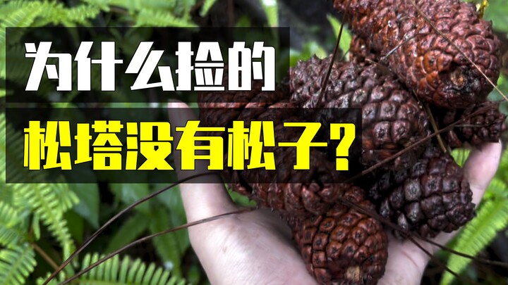 ถั่วสนที่เรากินกันมาจากไหน?