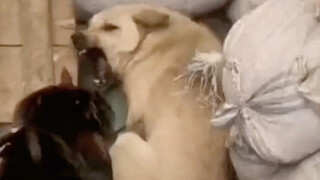 自由的灵魂往往被现实所束缚