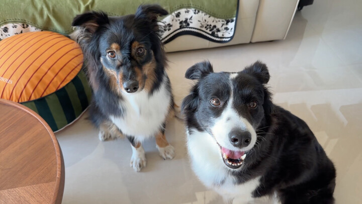 Who’s smarter, Xika or Ximilu?