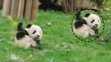 [Panda] Anak-anak berguling bersama, gemuk dan imut sekali!