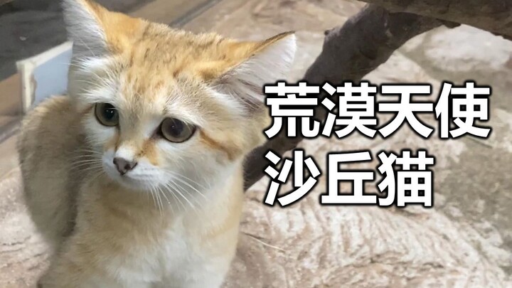 What bad intentions could a little kitten possibly have? It just wants to eat one more piece of meat