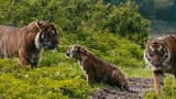 [Hewan] Ayah harimau bertemu putrinya untuk pertama kalinya