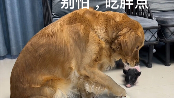 大黄狗能有什么坏心眼呢