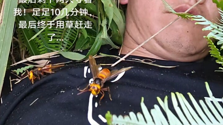 Don't mess with bird nests in the mountains—now look what's happened!
