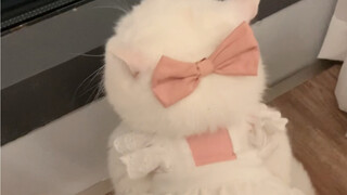 Sweet Kitten