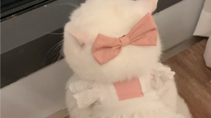 Anak Kucing Manis