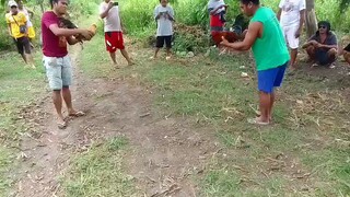 🐓