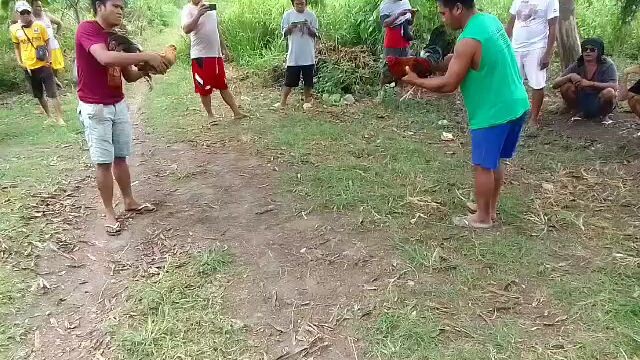 🐓
