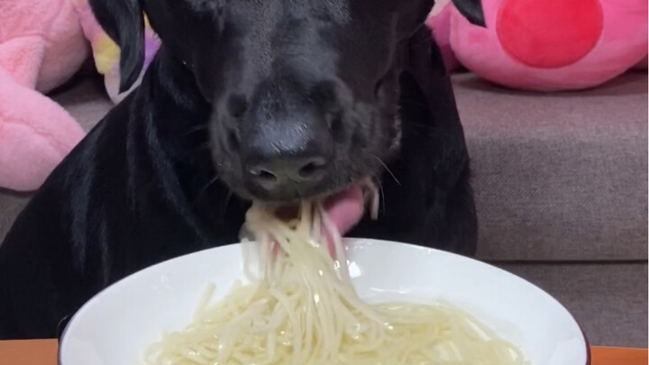 لا أعتقد أن هناك من يستطيع مساواة الكلب في تناول المعكرونة بالملعقة، أليس كذلك؟