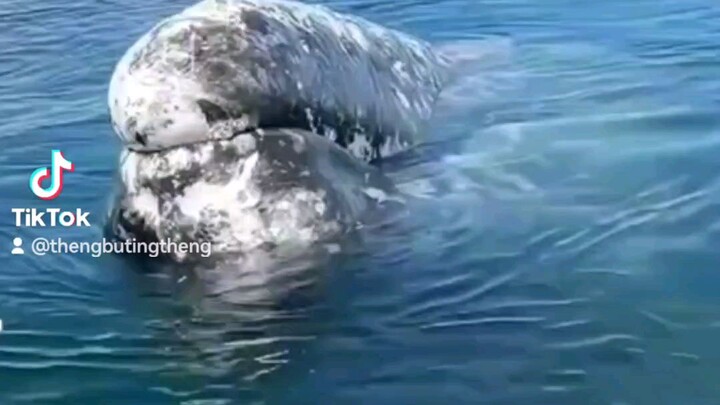 whale face to face encounter with a man