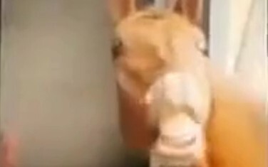 Tantangan Tidak Tertawa Tingkat Neraka!