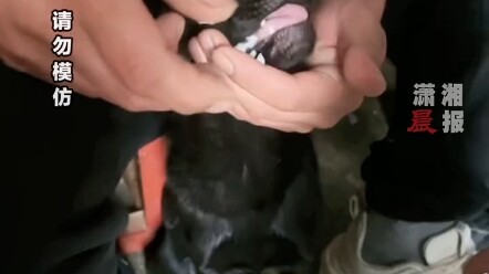 Lihatlah anjing yang ditinggal tuannya di rumah selama 7 hari berturut-turut dan menolak makan. Sang