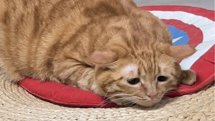 I just wanna be a little cat bug!