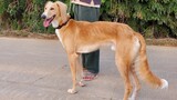 [Anjing Kecil Shandong] Anjing yang Menggonggong Sambil Berlari